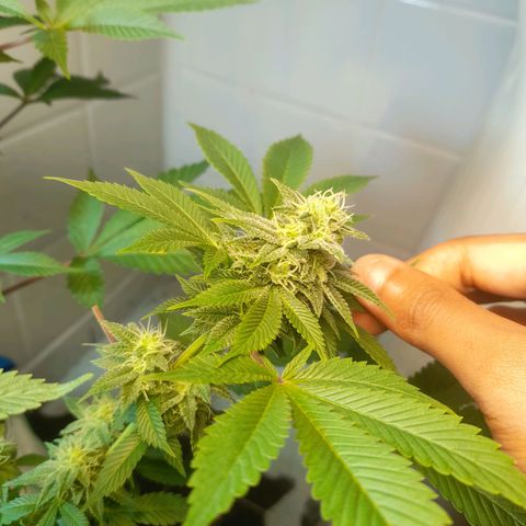 kaya growlog timeline photo