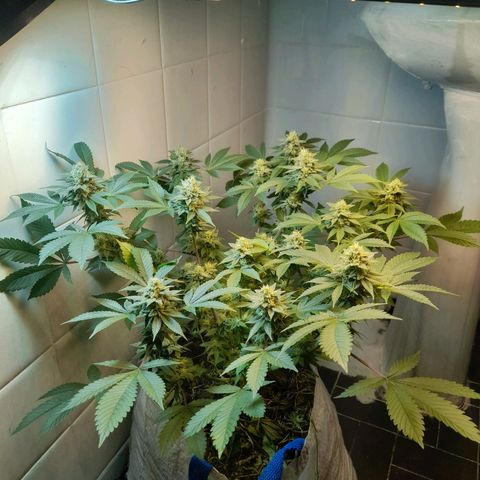kaya growlog timeline photo