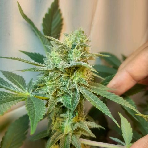 kaya growlog timeline photo