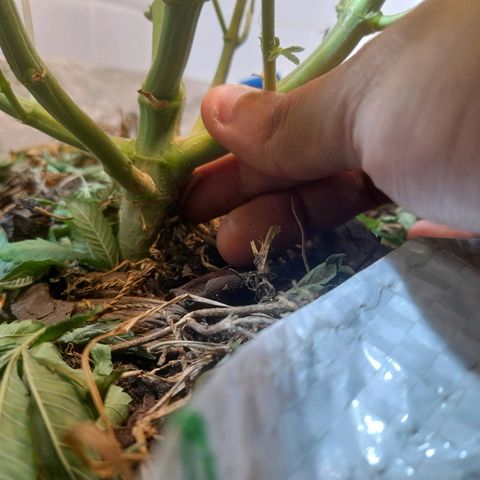 kaya growlog timeline photo