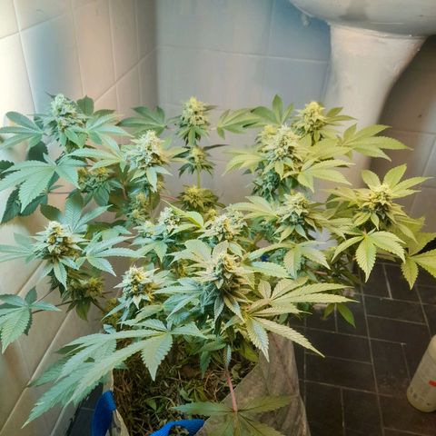 kaya growlog timeline photo