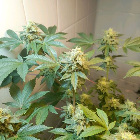 kaya growlog timeline photo