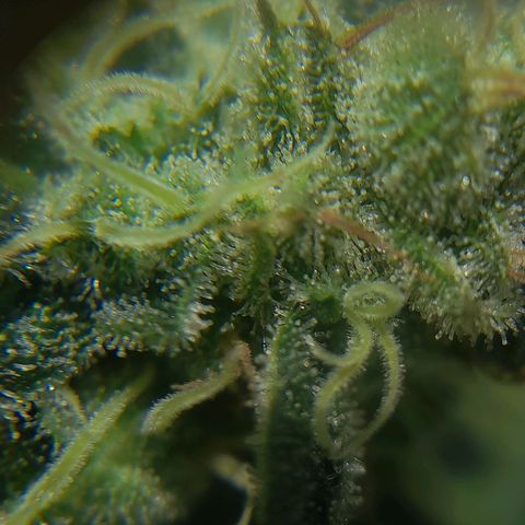 kaya growlog timeline photo
