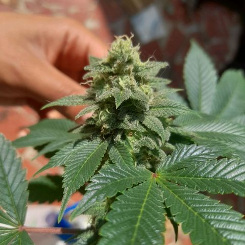 kaya growlog timeline photo