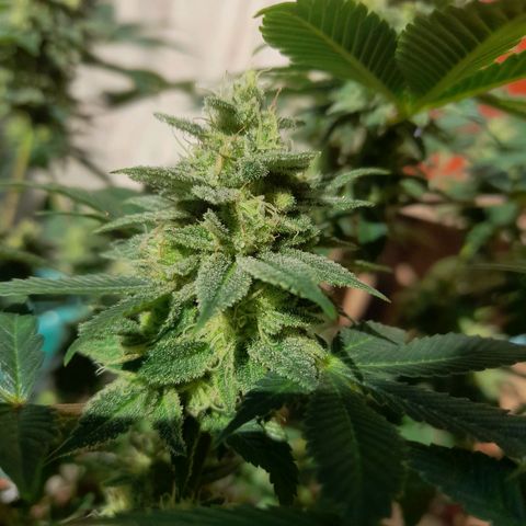 kaya growlog timeline photo