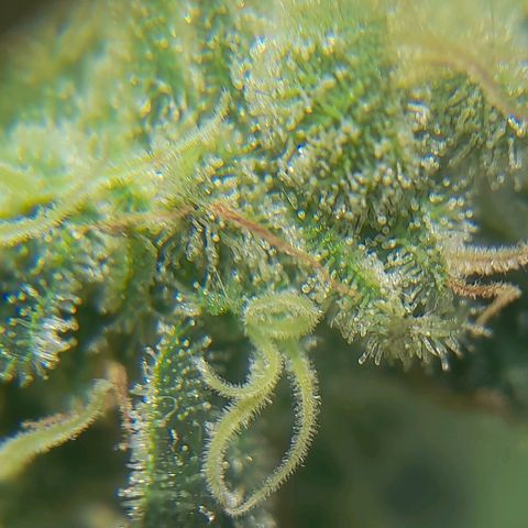 kaya growlog timeline photo