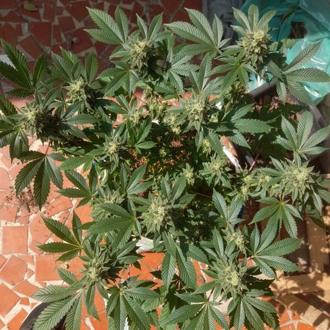 kaya growlog timeline photo