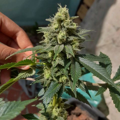 kaya growlog timeline photo