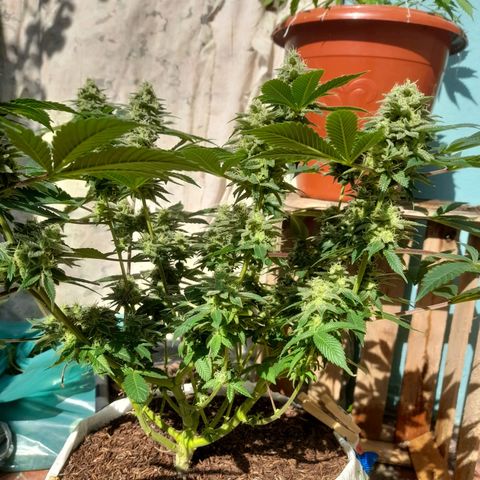 kaya growlog timeline photo