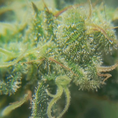 kaya growlog timeline photo