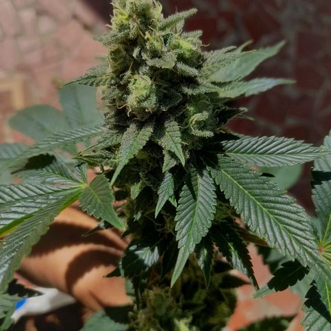 kaya growlog timeline photo