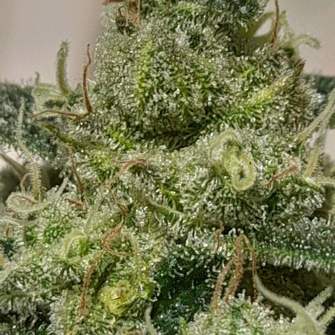 kaya growlog timeline photo
