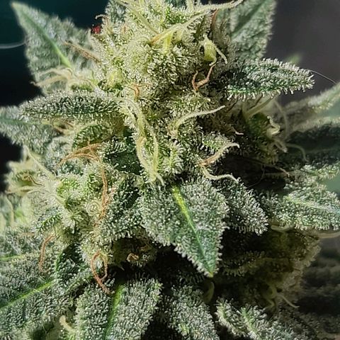 kaya growlog timeline photo