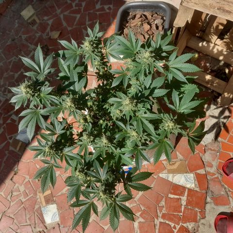kaya growlog timeline photo