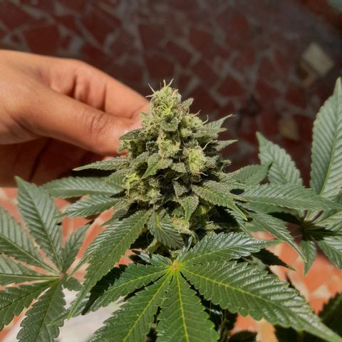 kaya growlog timeline photo