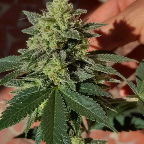 kaya growlog timeline photo