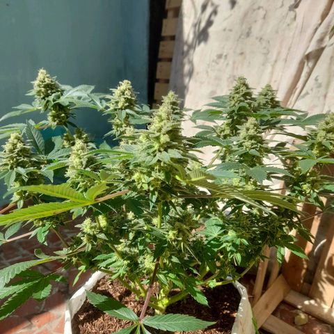 kaya growlog timeline photo
