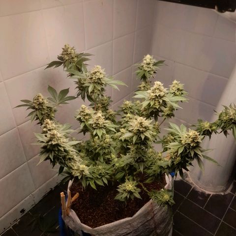 kaya growlog timeline photo