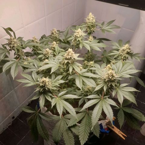 kaya growlog timeline photo