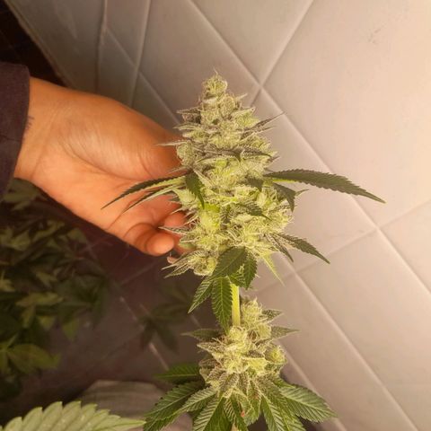 kaya growlog timeline photo