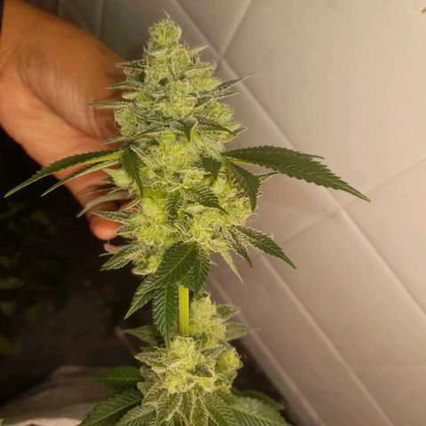kaya growlog timeline photo