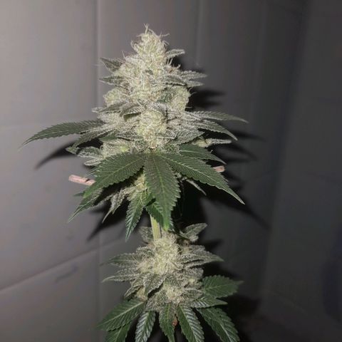 kaya growlog timeline photo