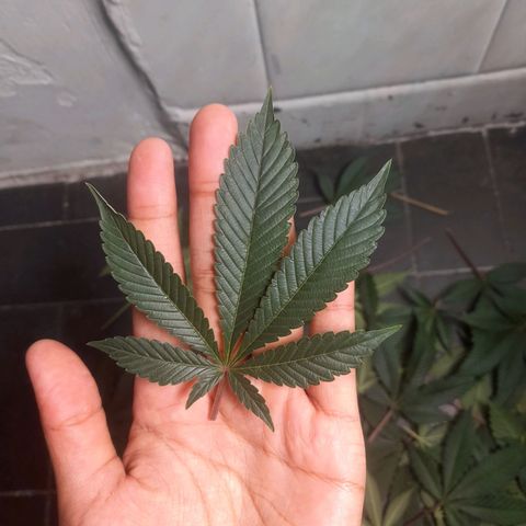 kaya growlog timeline photo