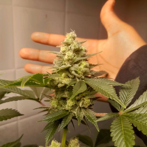 kaya growlog timeline photo