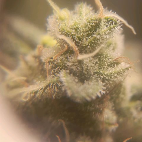 kaya growlog timeline photo