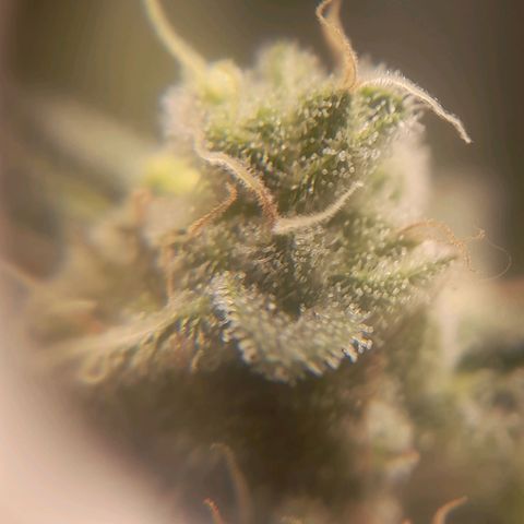 kaya growlog timeline photo