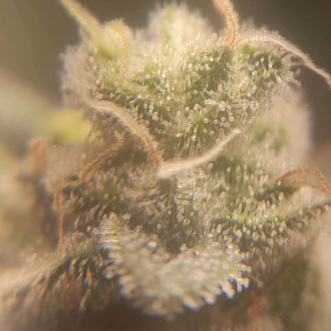 kaya growlog timeline photo