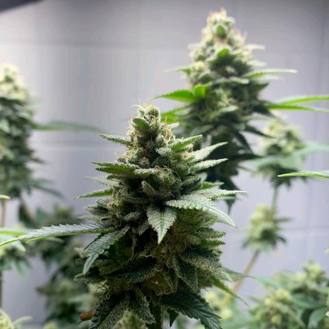 kaya growlog timeline photo