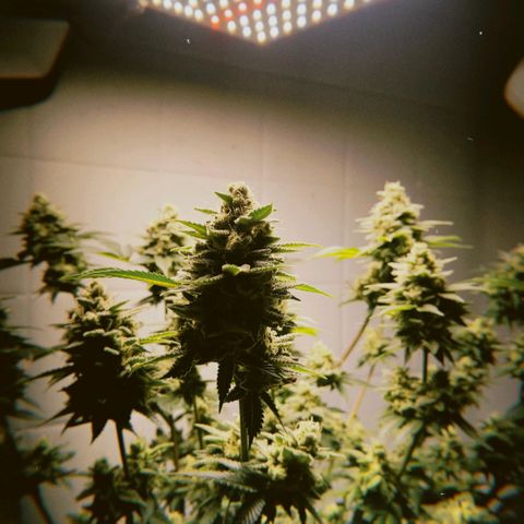 kaya growlog timeline photo