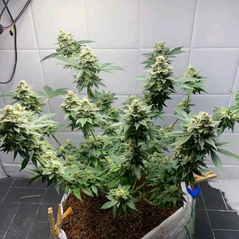 kaya growlog timeline photo
