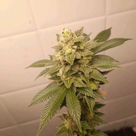 kaya growlog timeline photo