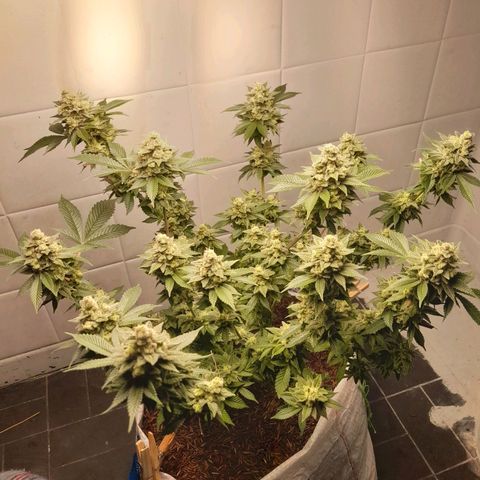 kaya growlog timeline photo