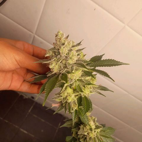 kaya growlog timeline photo