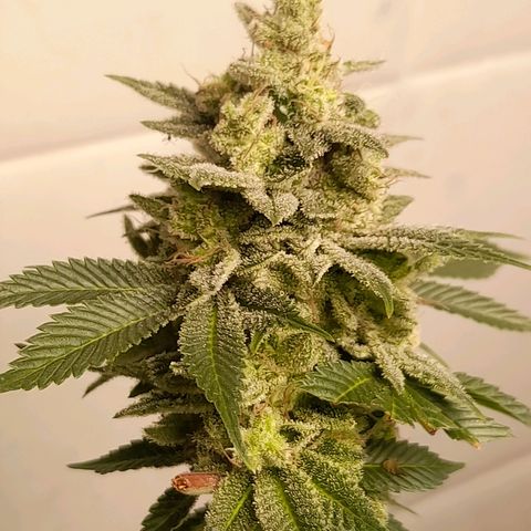 kaya growlog timeline photo