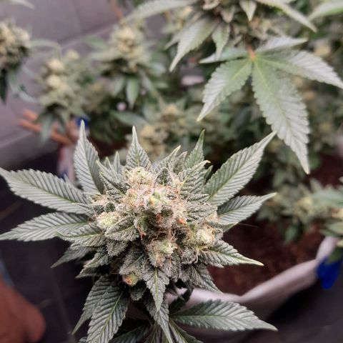 kaya growlog timeline photo