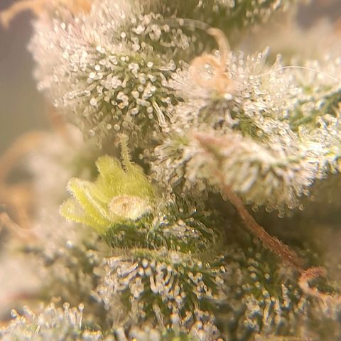 kaya growlog timeline photo