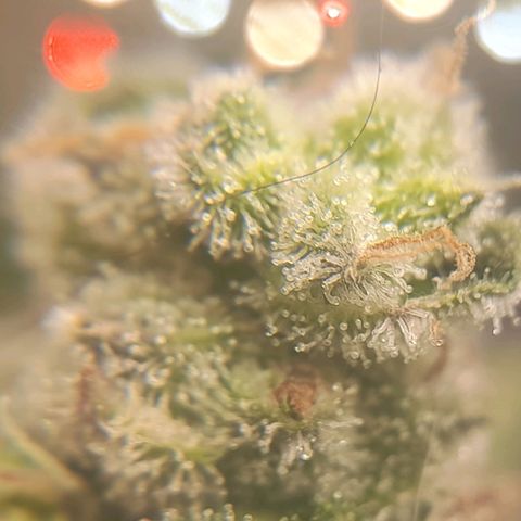 kaya growlog timeline photo