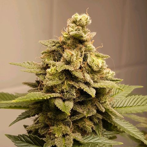 kaya growlog timeline photo