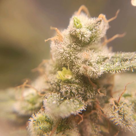kaya growlog timeline photo