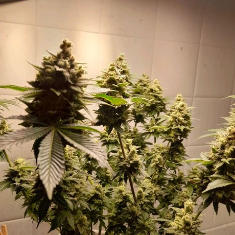 kaya growlog timeline photo