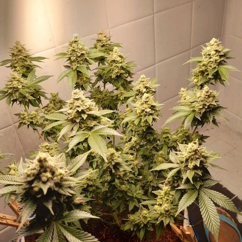 kaya growlog timeline photo
