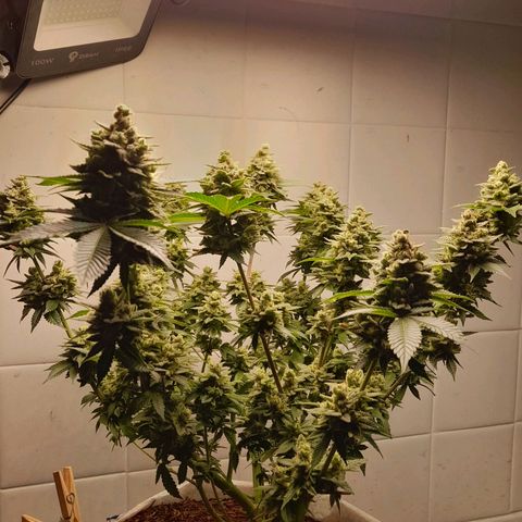 kaya growlog timeline photo