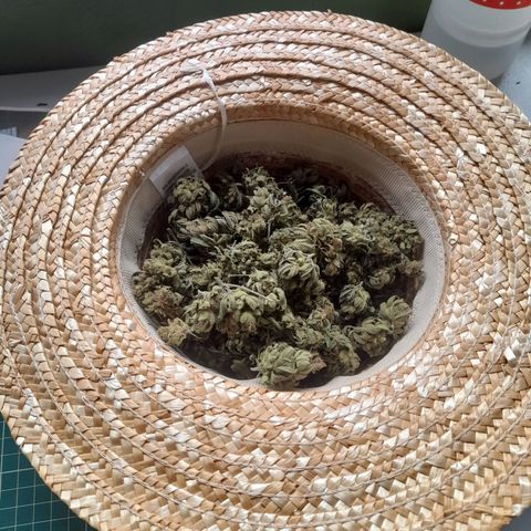 kaya growlog timeline photo