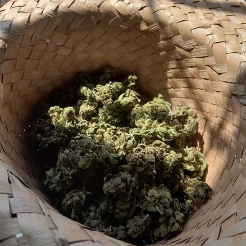kaya growlog timeline photo