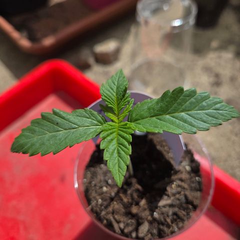 Sundae Driver 2, Photo LST  growlog timeline photo