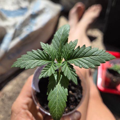 Sundae Driver 1, Photo, LST/HST growlog timeline photo